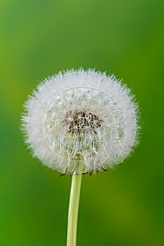 Overblown white dandelion,  Taraxacum on green background. Close up plant, nature spring photo