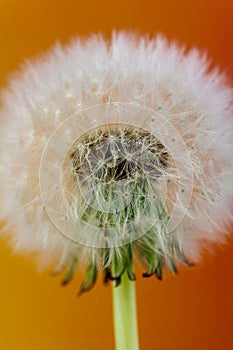 Overblown white dandelion,  Taraxacum on orange background. Close up plant, nature spring photo