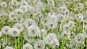 Overblown white dandelions on sunny day