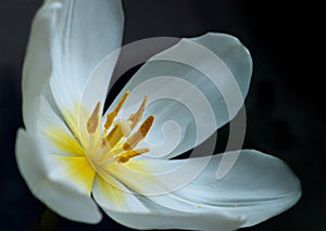 Overblown white tulip