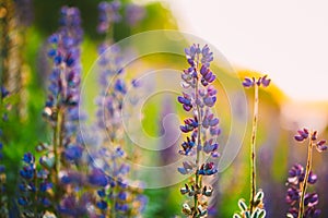 Overblown Wild Flowers Lupine, Lupinus In Summer Field Meadow At