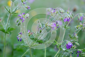 Overblown wood cranesbill, Geranium sylvaticum