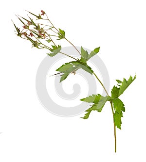 Overblown wood cranesbill, geranium sylvaticum isolated on white background photo