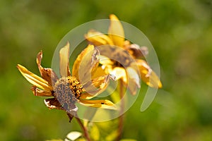 Overblown yellow Coneflower