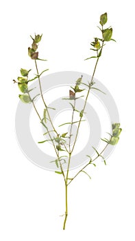 Overblown yellow rattle, Rhinanthus minor plant isolated on white background