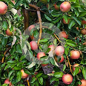 Overburdened Apple Tree