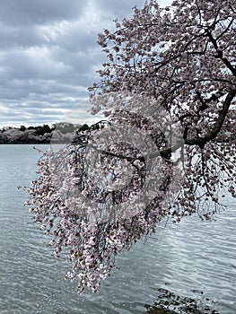 Overcast Cherry Blossoms at the Tidal Basin in Washington DC