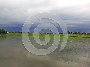 overcast clouds elsewhere, rice has not grown