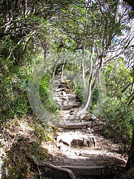 Overcast day at Cradle Mountain footpath steps