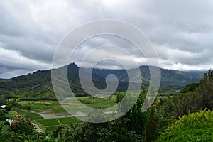 Hanalei Valley Taro fields in Kauai Hawaii