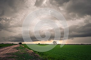 Overcast Sky Above Rice Field, Rainy Season