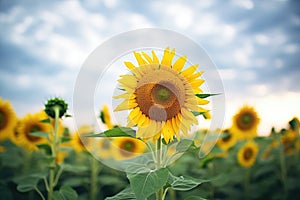 overcast sky looming over a vibrant sunflower field