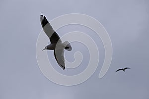 Overcast sky with many groups of seagulls