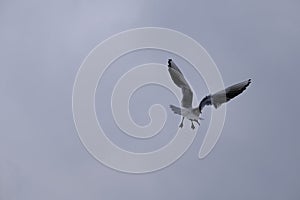 Overcast sky with many groups of seagulls