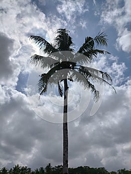 Overcast sky over a coconut tree