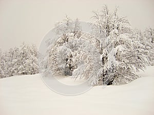 Overcast snowy scene of snow covered trees and blanket of snow