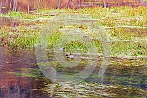 Overcast view of the Ha Ha Tonka Spring