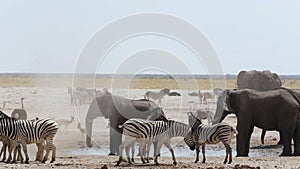 Overcrowded waterhole with Elephants, zebras, springbok and orix