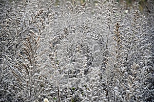 Overexposed abstract background with dried plants.