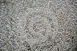 Overexposed abstract background with dried plants