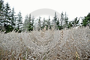 Overexposed abstract background with dried plants and pines