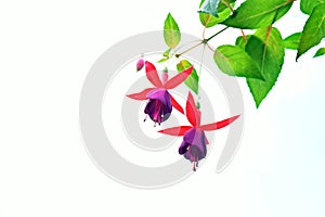 Overexposed background photo of a red and purple fuchsia