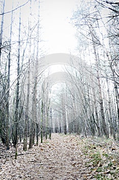 Overexposed bare pine forest giving mysterious landscape