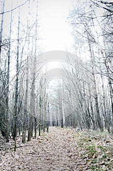 Overexposed bare pine forest giving mysterious landscape photo