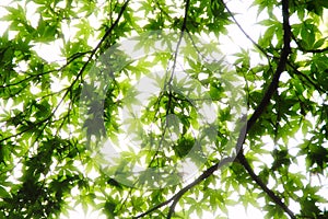 Overexposed Leaves