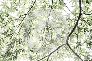 Overexposed Leaves photo