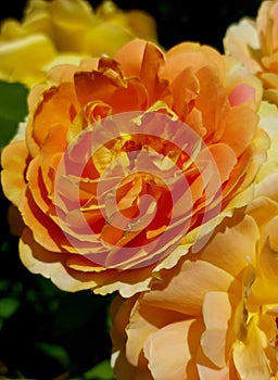 Overexposed orange rose