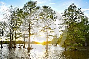 Overexposed Sunset on the Water with Trees in the Foreground