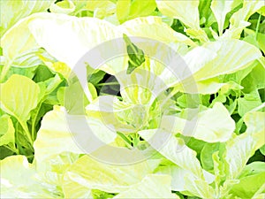 Vegetable leaves overexposed, special effect photo