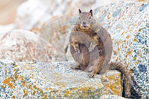 Overfed Fat Squirrel.