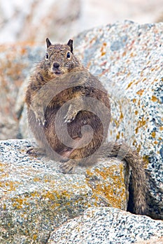 Overfed Fat Squirrel.