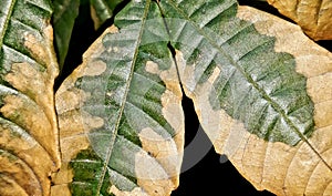 Overfertilized effect on fruit leaves