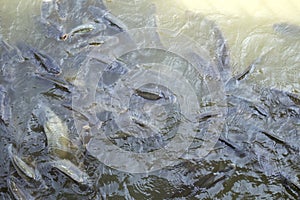 Overfishing carp fish