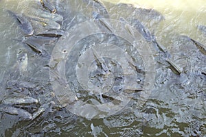 Overfishing carp fish