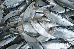 Overfishing Fish Background