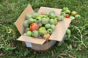 Overflowing Box of Tomatoes From Community Garden