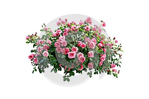 Overflowing Pink Rose Bush Isolated on White. Vector illustration design