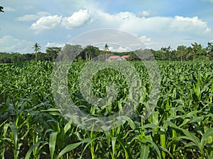 Overflowing rice fields are planted with dense and tall corn trees belonging to the residents