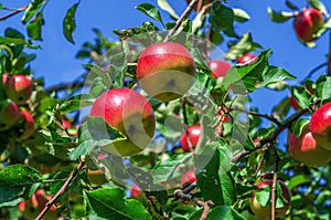 Overflowing spiral red-green apples on the branches of a young t