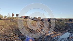 Overgrazing by cattle in a scottish field, leading to soil erosion and loss