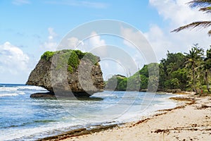 Overgreen free standing rock  Beach of Barbados  Caribbean Sea