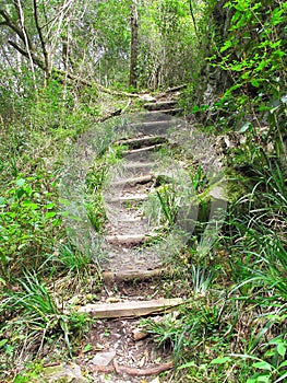 Overgrowing hiking steps in indigenous forest, South Africa photo