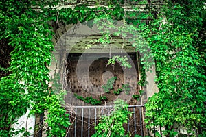 Overgrown abandoned building with door