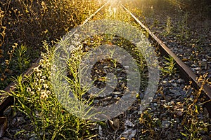 Overgrown abandoned railway tracks at sunset