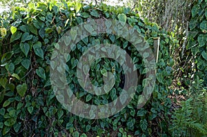 Overgrown abandoned shed with large leafy vines in florida