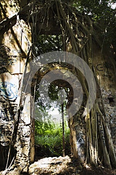 Overgrown abandoned structure.